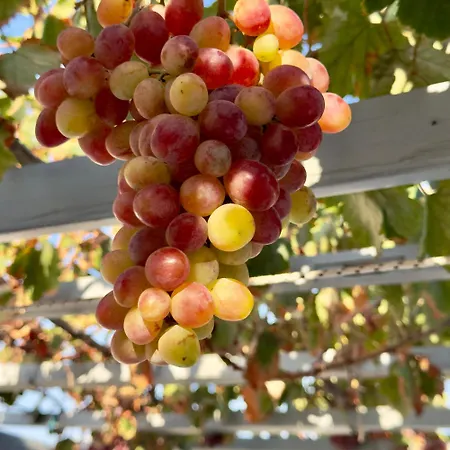 Apartman Panagiotis *