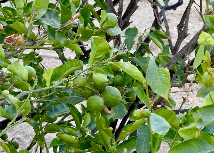 Panagiotis * 纳乌萨