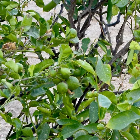 Panagiotis * Zambujeira do Mar