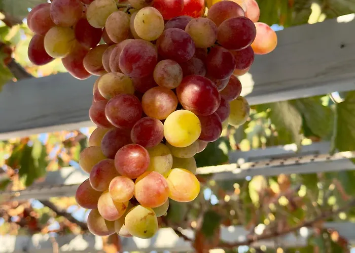 Apartamento Panagiotis *