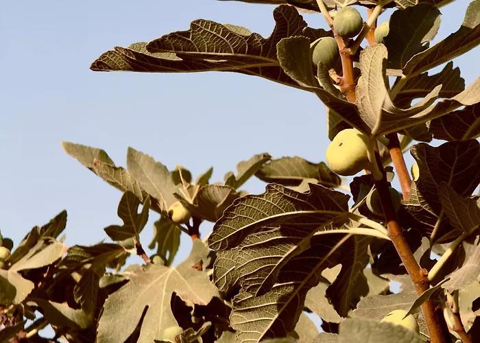 Apartamento Panagiotis